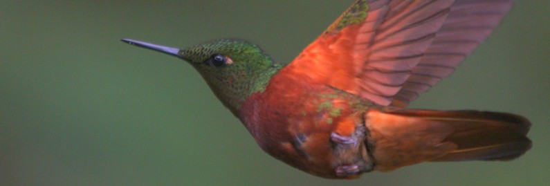 From Sexy Maneuvers to Great Migrations, High-Speed Cameras Reveal Hummingbird Secrets