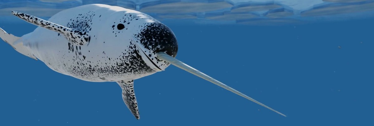 Narwhals, Unicorns of the Sea: When Myth Meets Reality