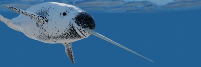 Narwhals, Unicorns of the Sea: When Myth Meets Reality