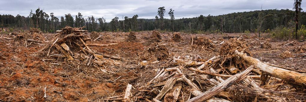 Endangered African Forests Fuel Climate Change