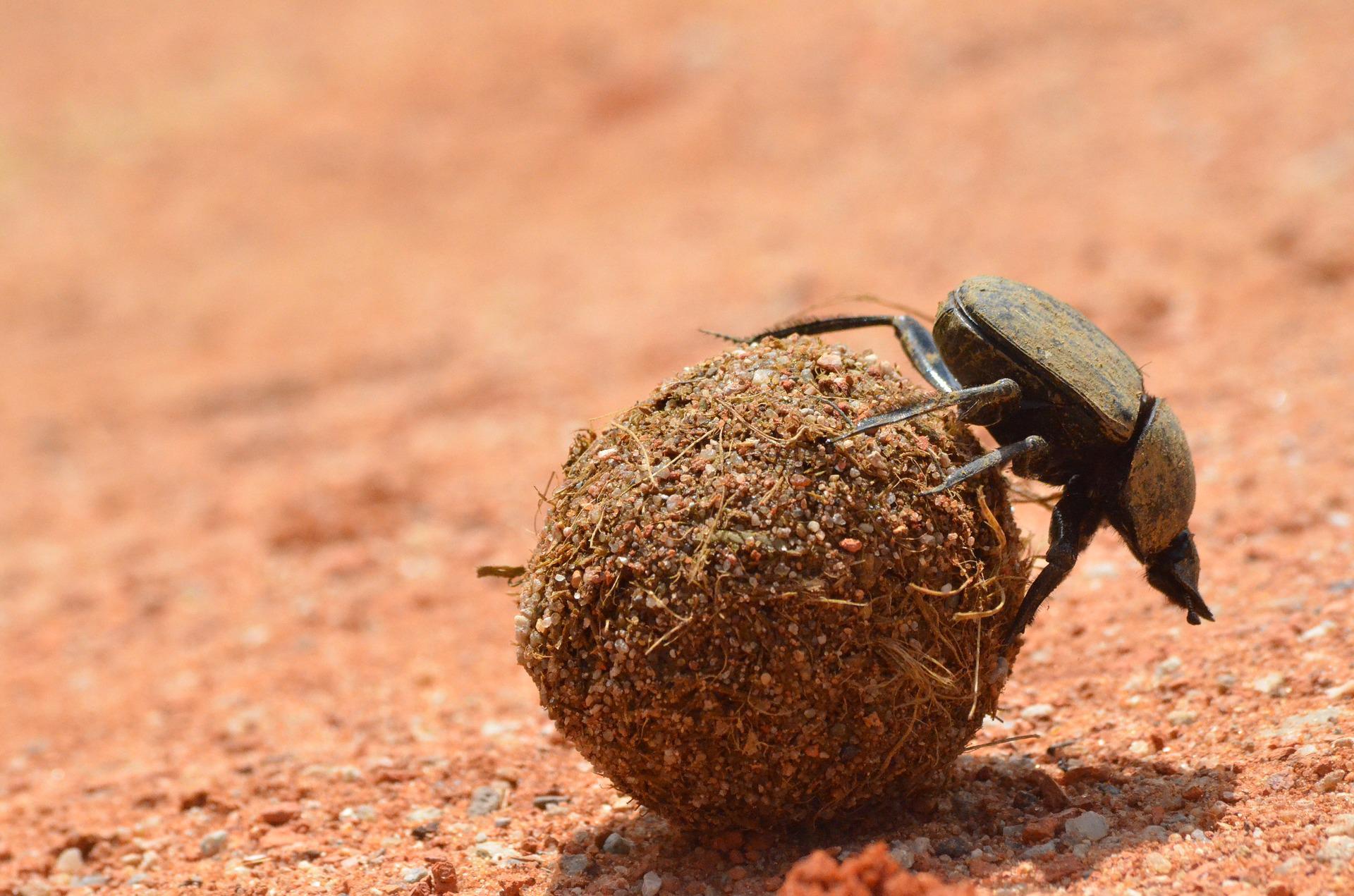 dung beetle