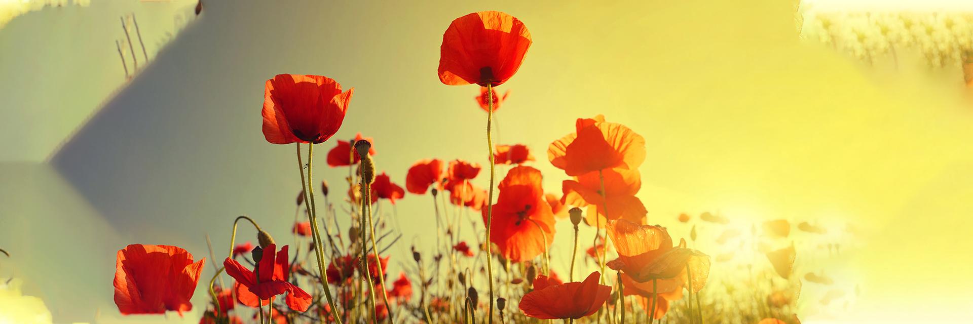A History of Poppies&#58; How One Flower Advanced Medicine &#40;and Fueled the Opioid Epidemic&#41;