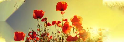 A History of Poppies: How One Flower Advanced Medicine (and Fueled the Opioid Epidemic)