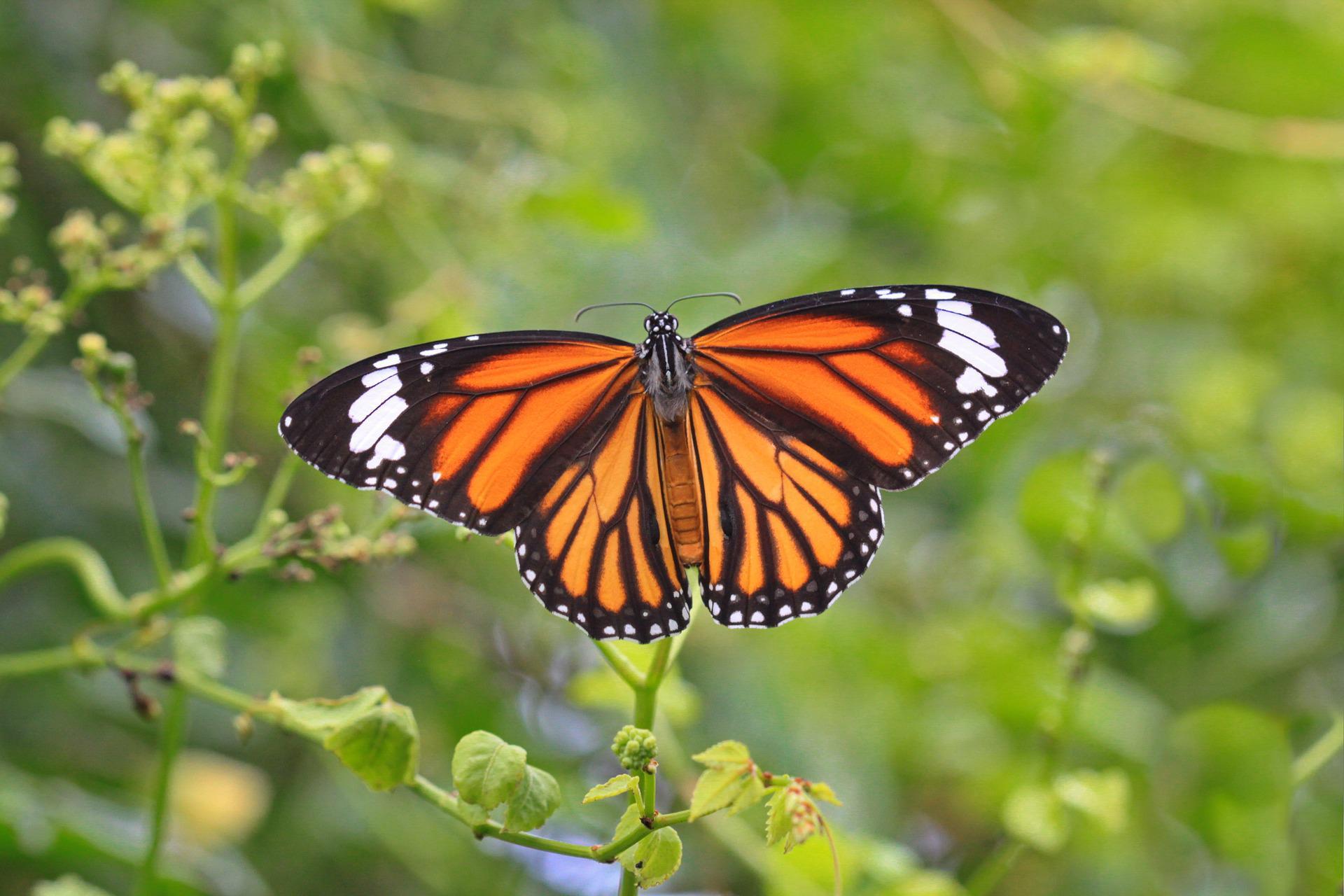 Monarch butterfly