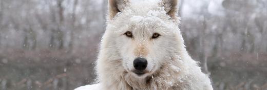 Pack Hunters of the Far North: How Arctic Wolves Struggle to Survive and Thrive