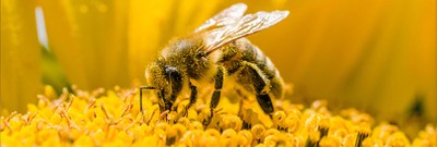 Lessons from the Hive: The Strange and Fascinating World of Bees