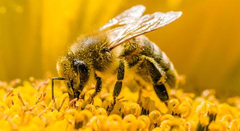 Lessons from the Hive&#58; The Strange and Fascinating World of Bees