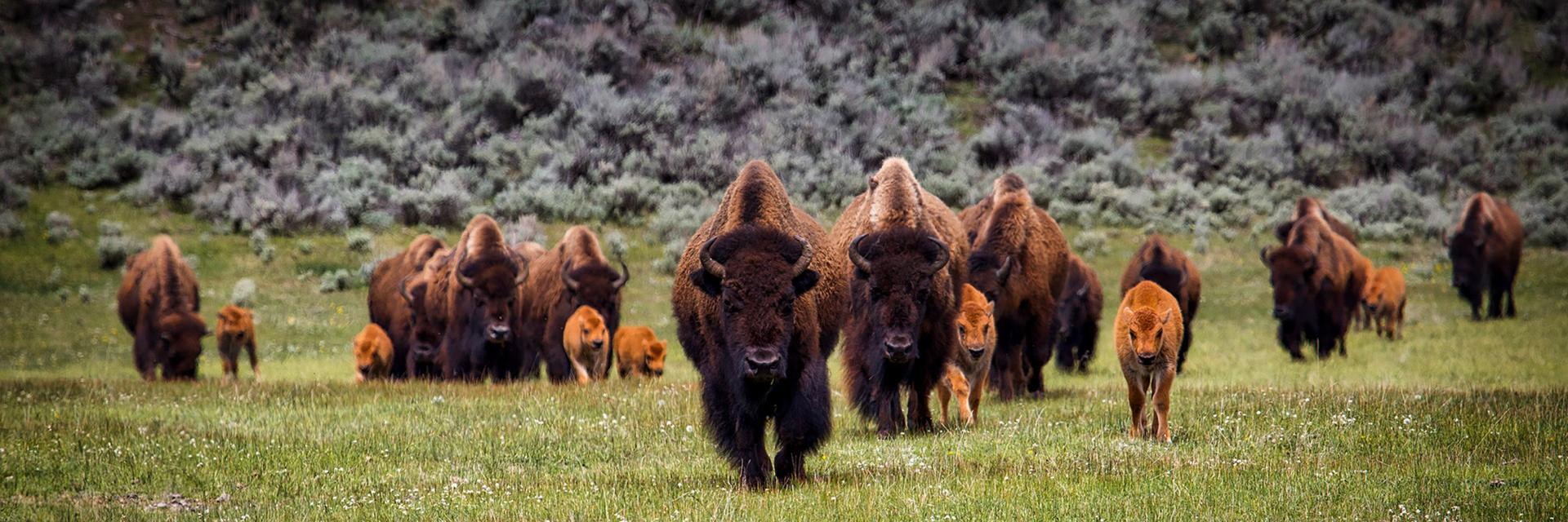 Reviving the American Bison – An Old Icon Returns to a New West