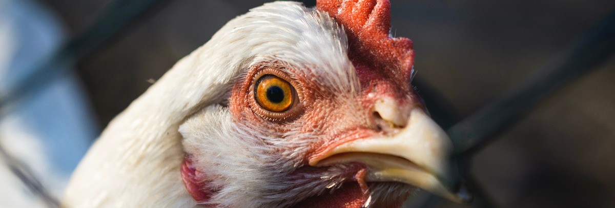 Hen Fever! The Amazing Global History of Chickens