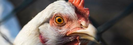Hen Fever! The Amazing Global History of Chickens