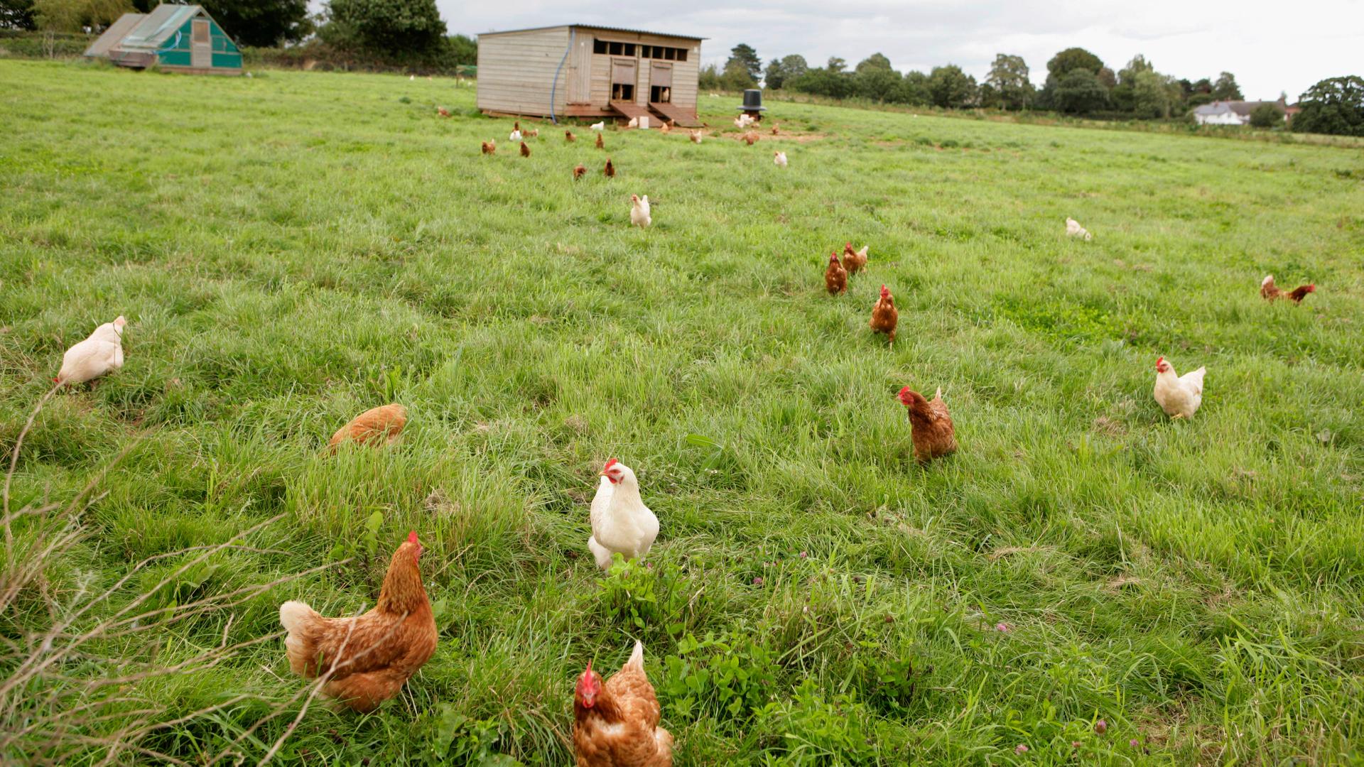 Free range chickens in pasture