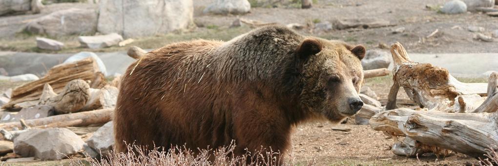 How to Survive the Return of the Grizzly Bear – and Why You Should Want To