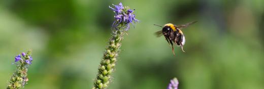 A Bug’s Life: Bees, Butterflies, and Beetles Face a Perilous Future