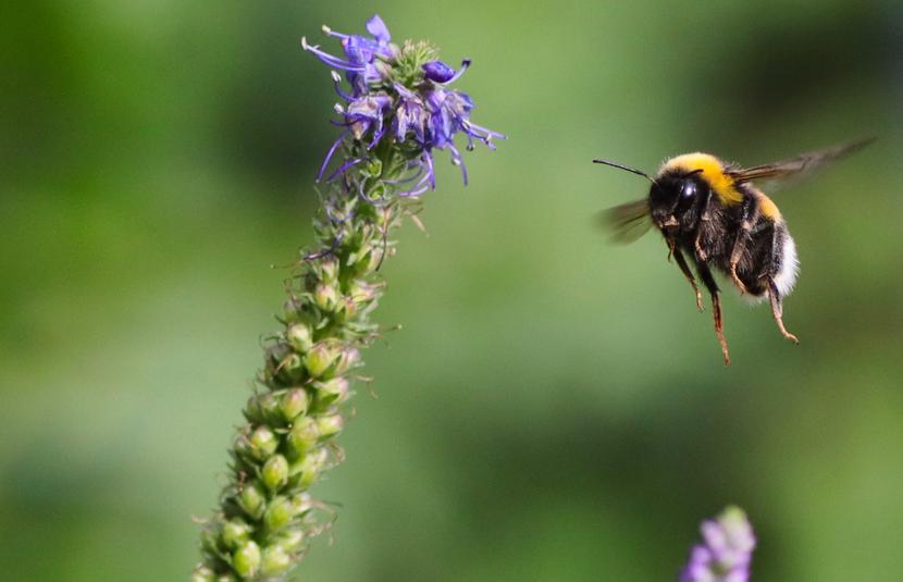 A Bug&#8217;s Life&#58; Bees&#44; Butterflies&#44; and Beetles Face a Perilous Future