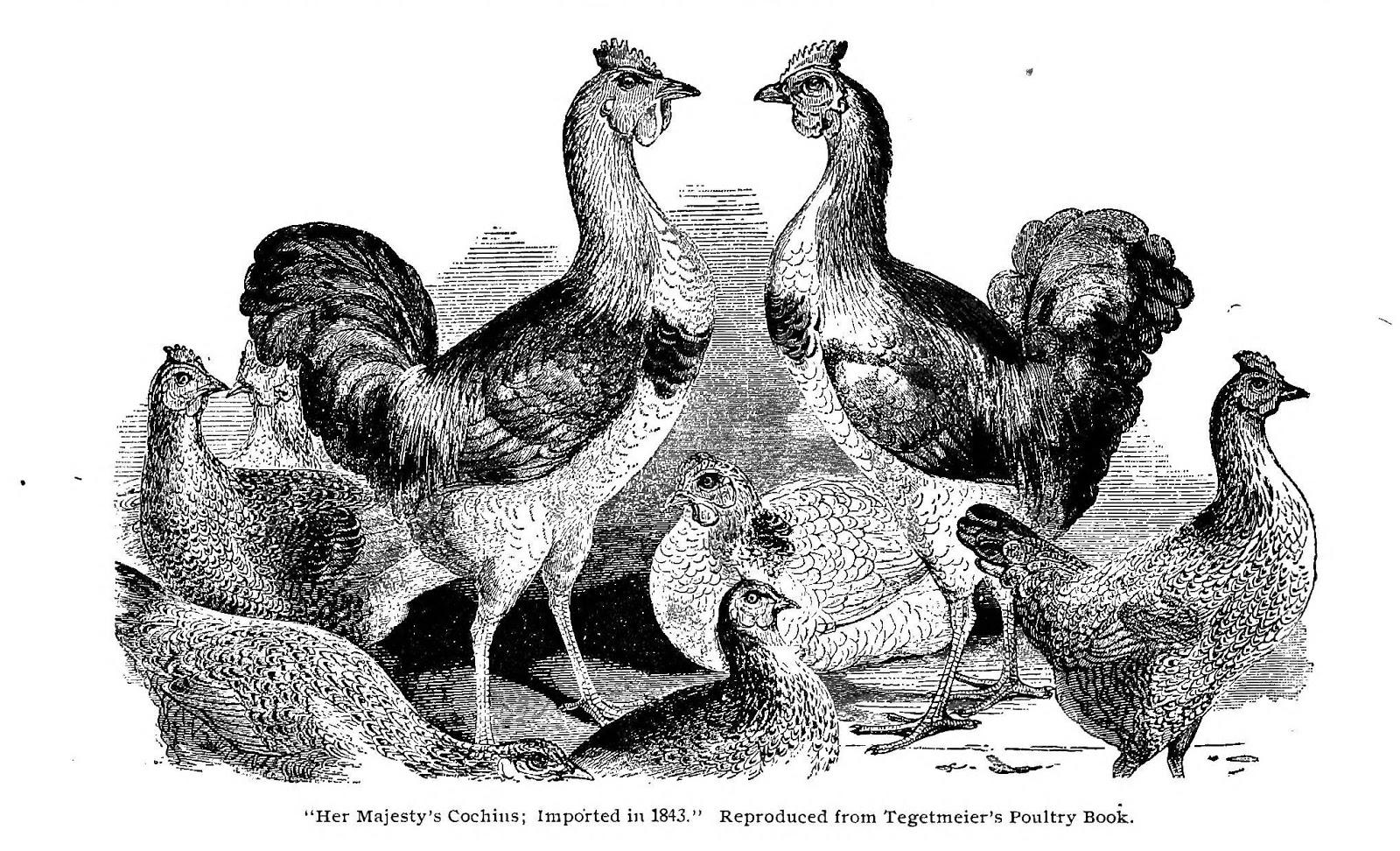 Victorian drawing chickens