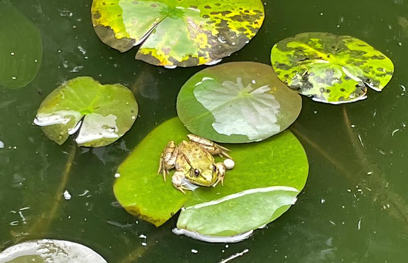 If You Build the Pond&#44; Green Frogs Will Come &#40;and Now You&#8217;re Responsible&#41;