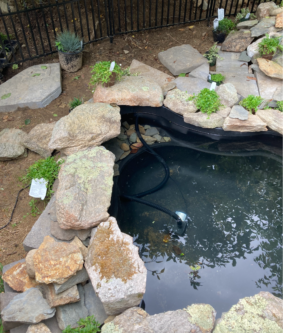 Pond Update: Baby Frogs Emerge! – A Gardener's Delight