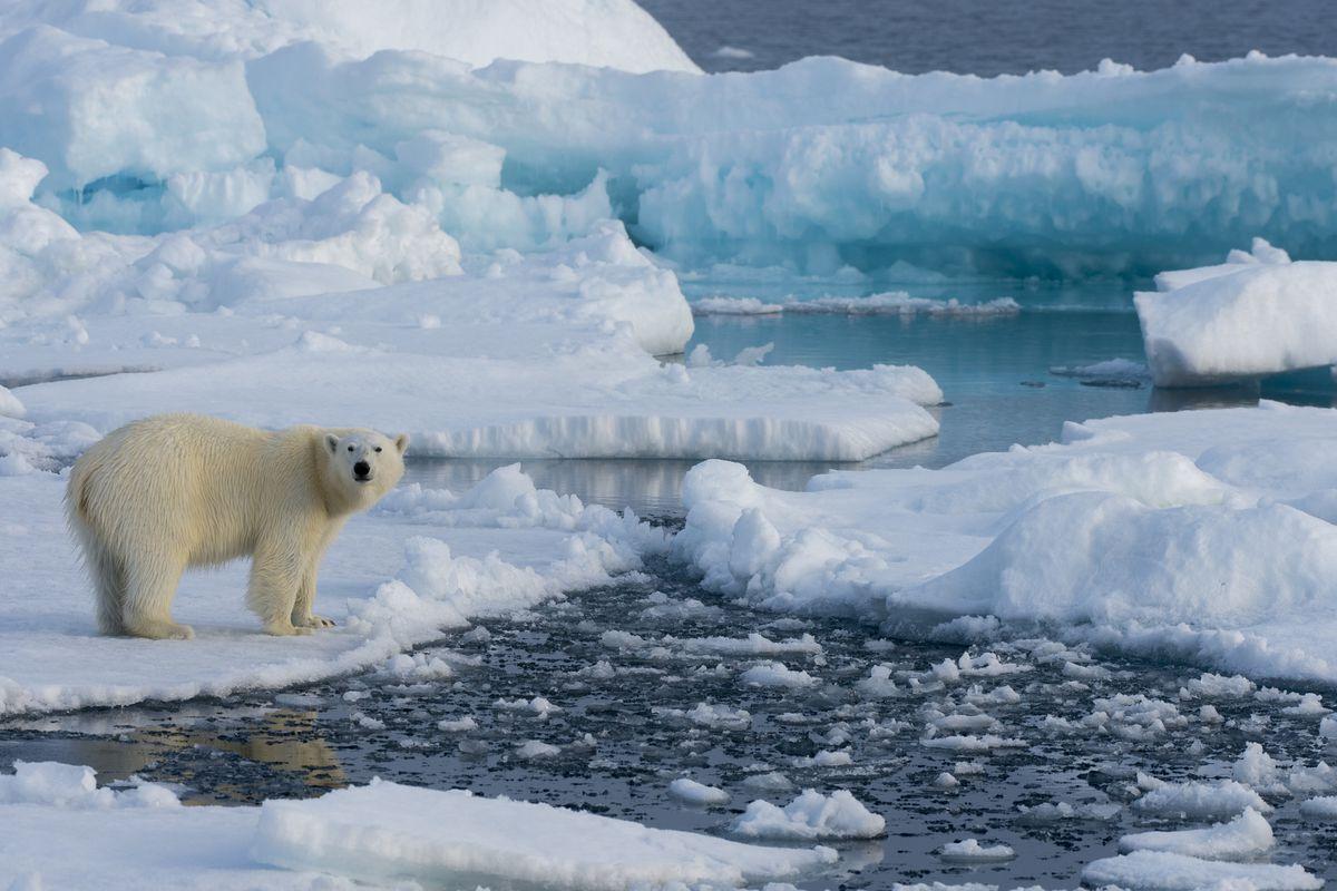 5 Global Impacts of Melting Polar Ice Caps - Articles by MagellanTV