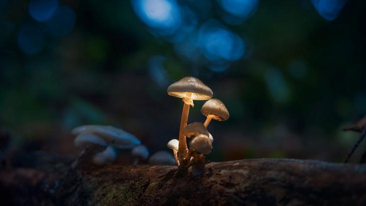 Could Mushrooms Save Humanity? The Wondrous Powers and Potential of