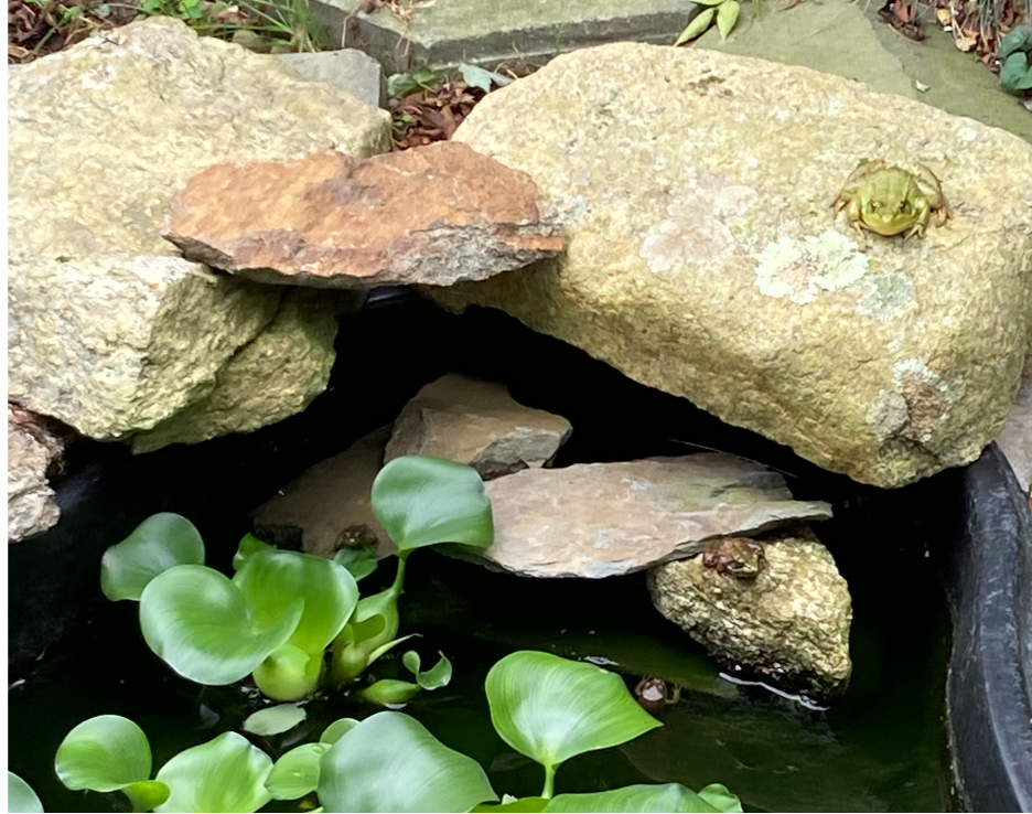 Welcome Frogs into your Garden: Build a Frog Pond - Loudoun Wildlife  Conservancy