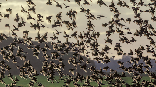 Starlings