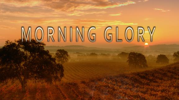 Morning Glory