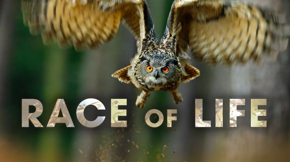 Race of Life 4K
