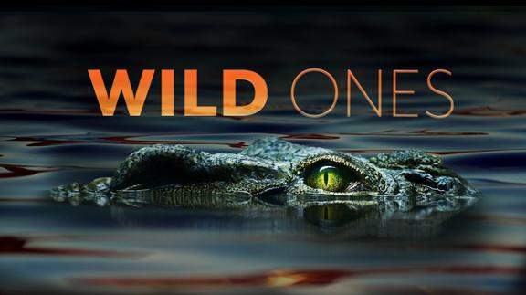 Wild Ones 4K