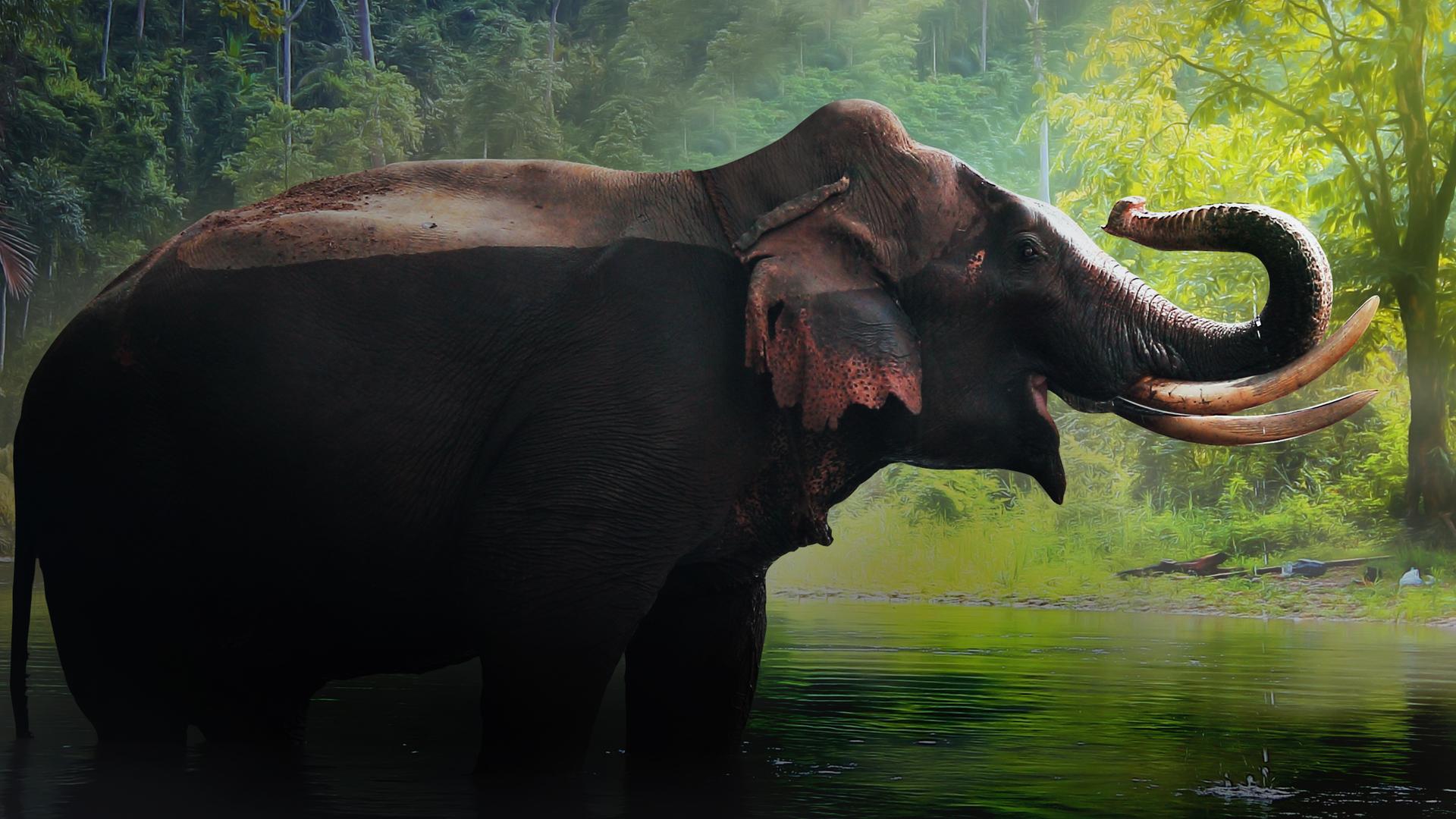 World Elephant Day: Conserve and Protect