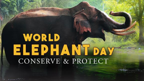 World Elephant Day: Conserve and Protect