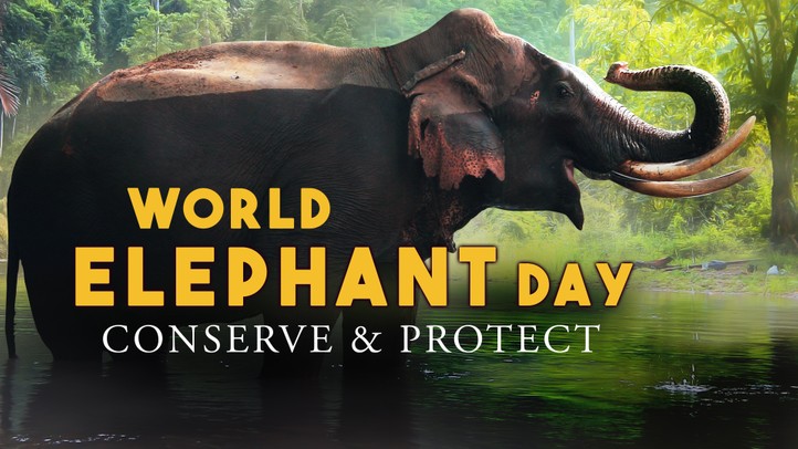 World Elephant Day: Conserve and Protect
