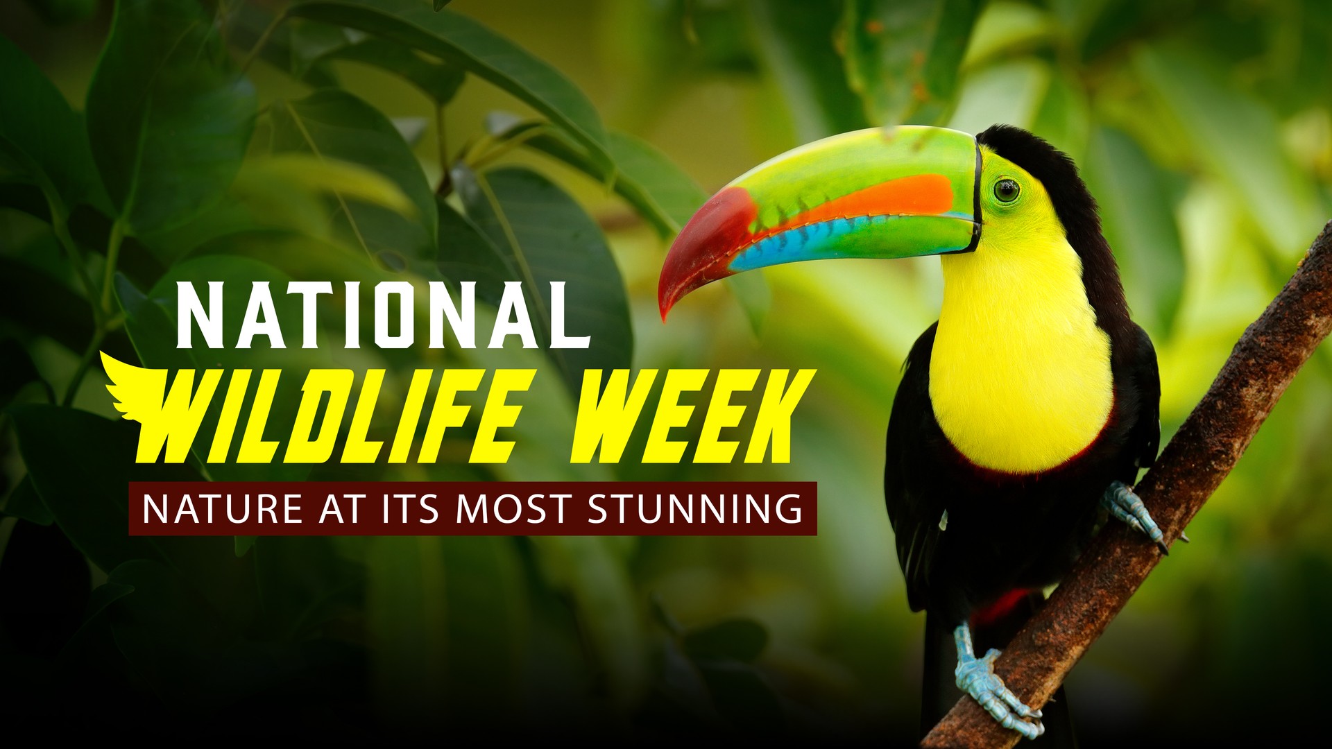National Wildlife Week: Nature at its Most Stunning