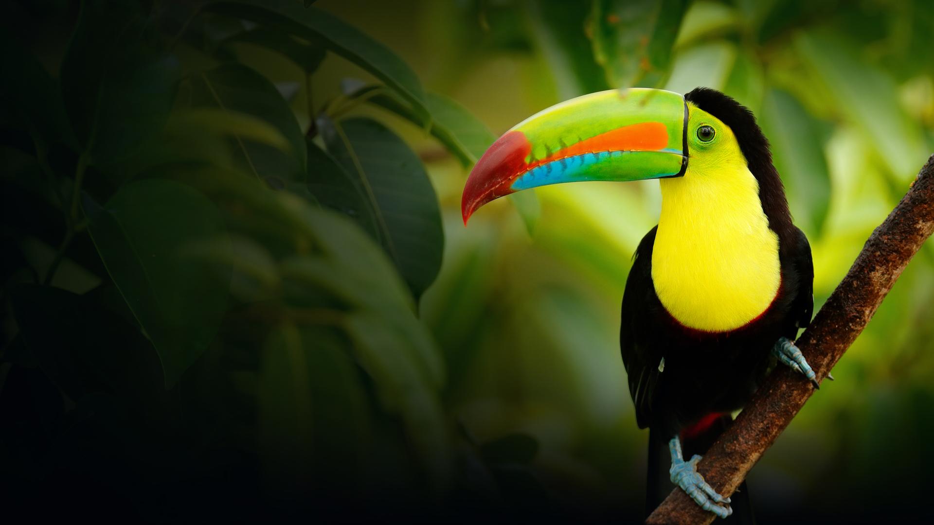 National Wildlife Week: Nature at its Most Stunning