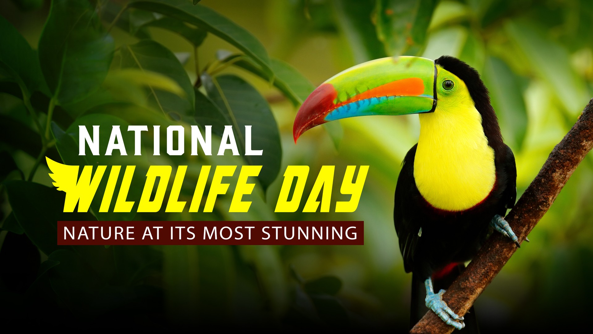 National Wildlife Day: Nature at its Most Stunning