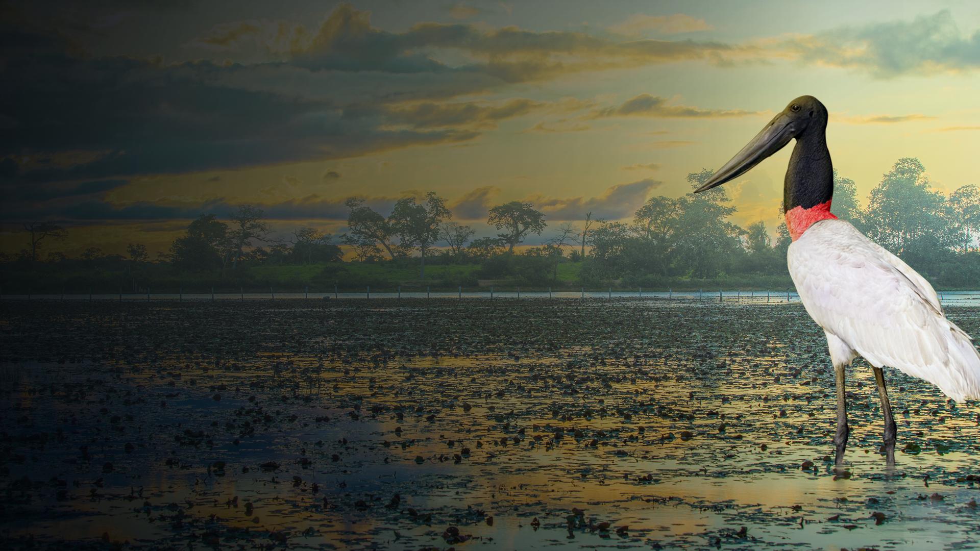 Secret Brazil: Wild Pantanal