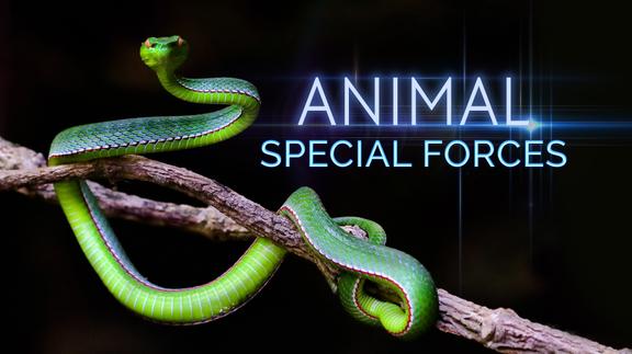 Animal Special Forces