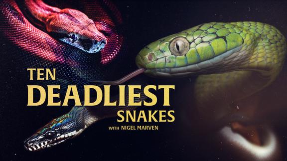Ten Deadliest Snakes with Nigel Marven