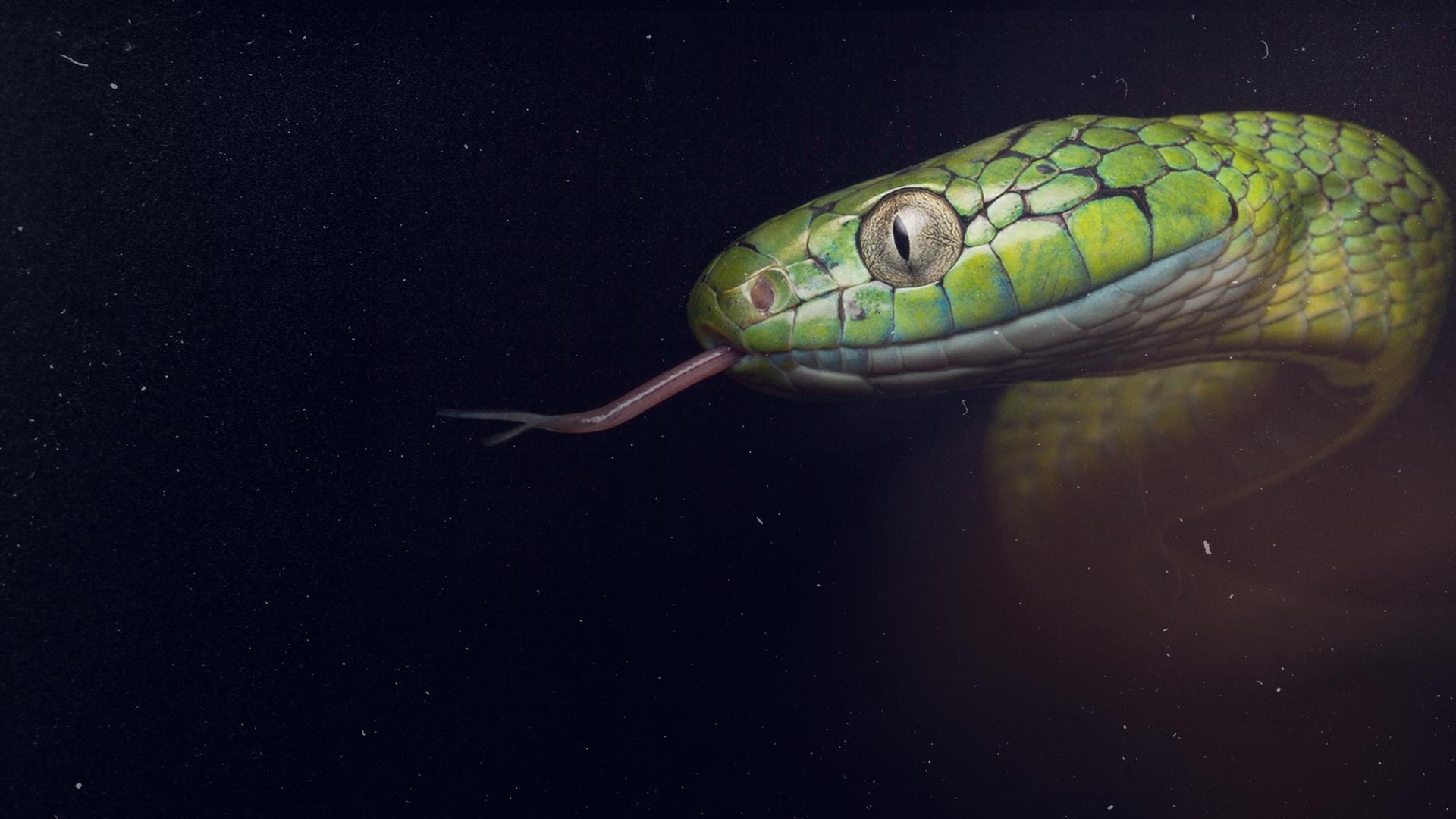 Ten Deadliest Snakes with Nigel Marven