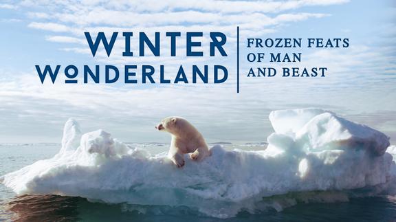 Winter Wonderland