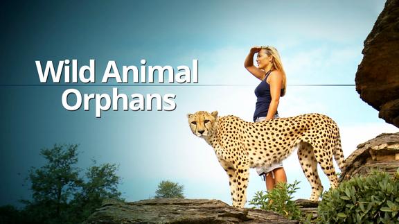 Wild Animal Orphans