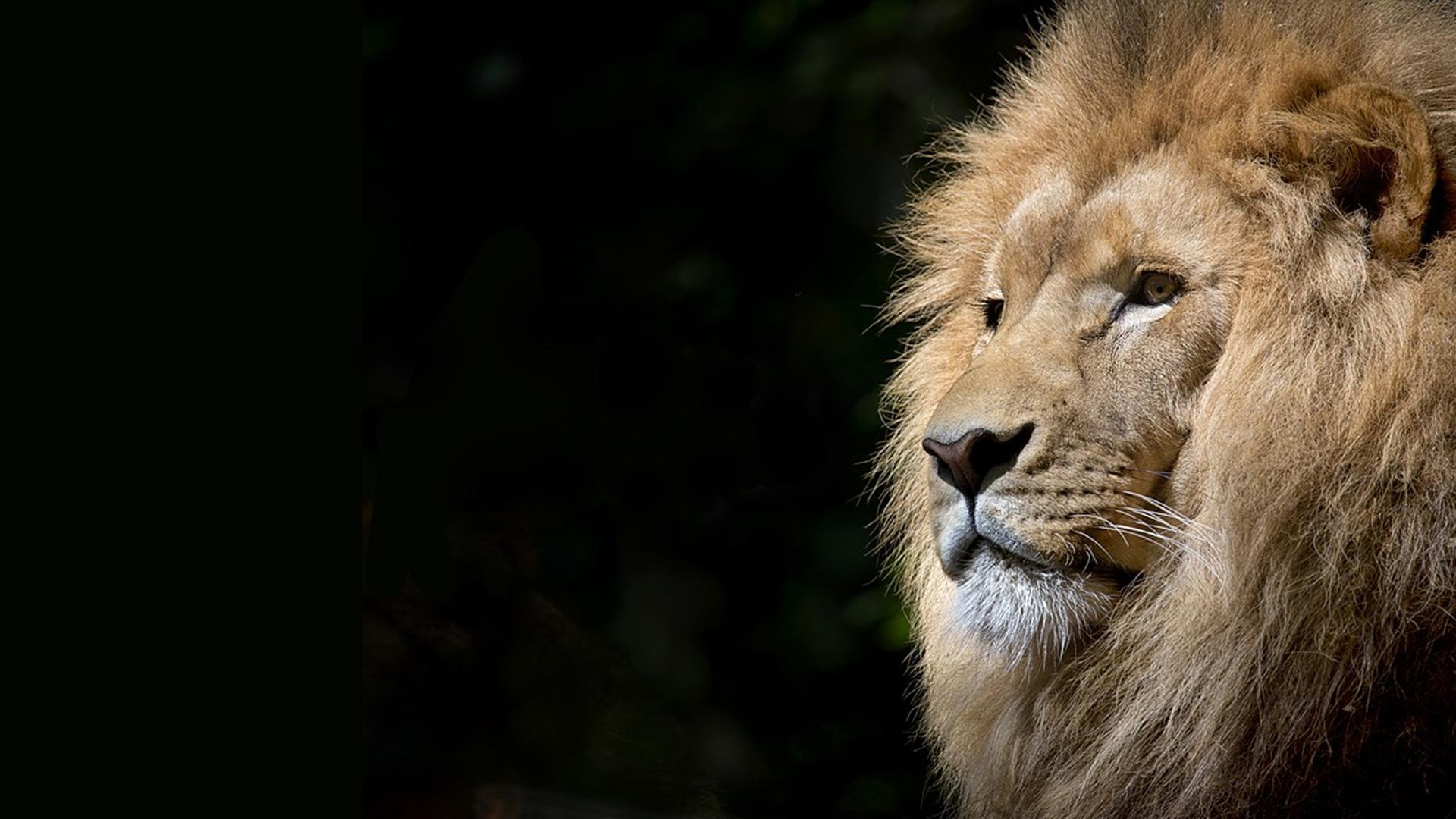 Wildest Africa 4K