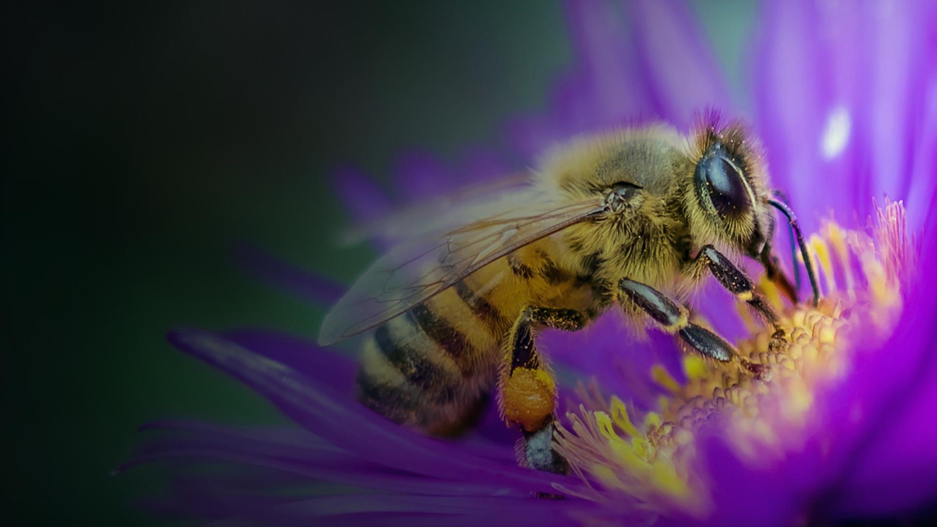 Jimmy's Big Bee Rescue