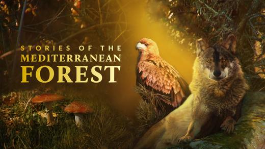 Stories of the Mediterranean Forest