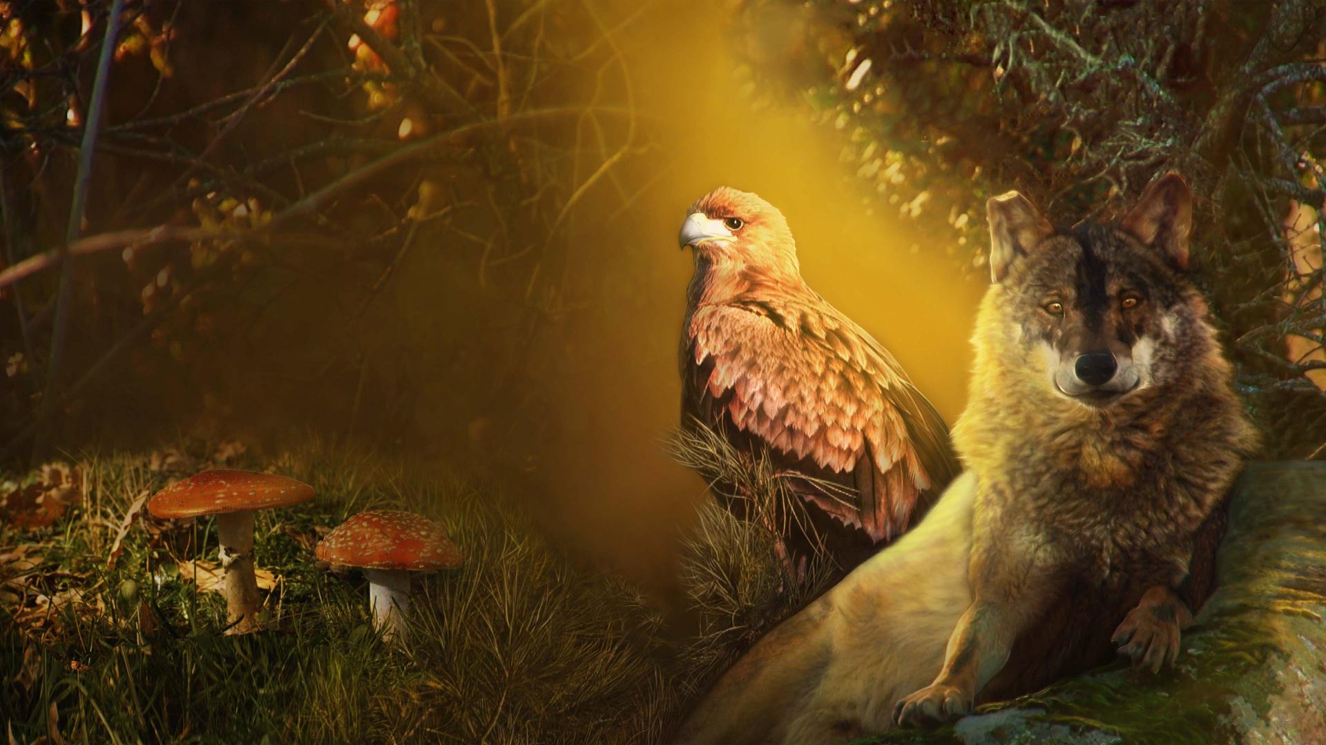 Stories of the Mediterranean Forest