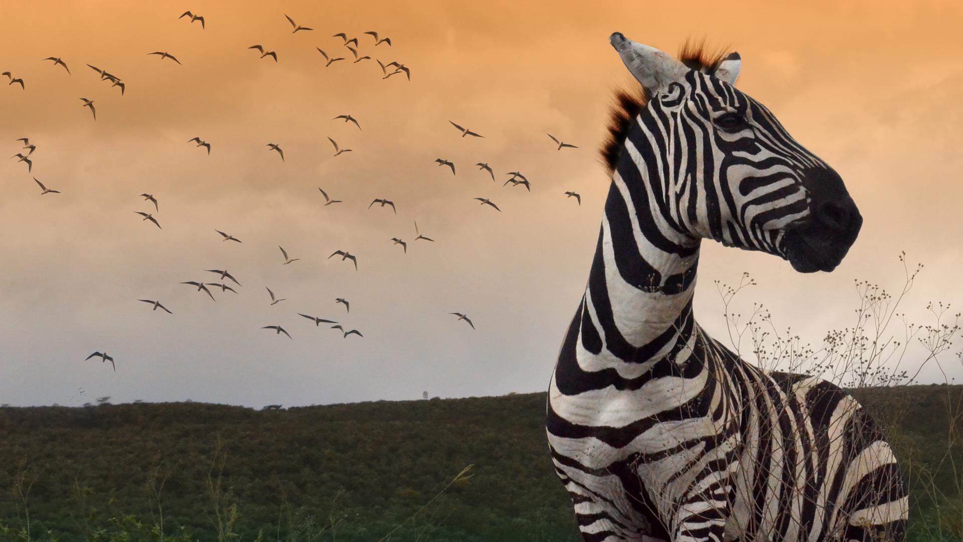 Wild Jobs: Namibia