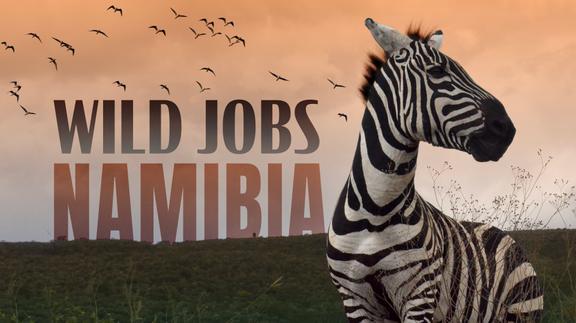 Wild Jobs: Namibia