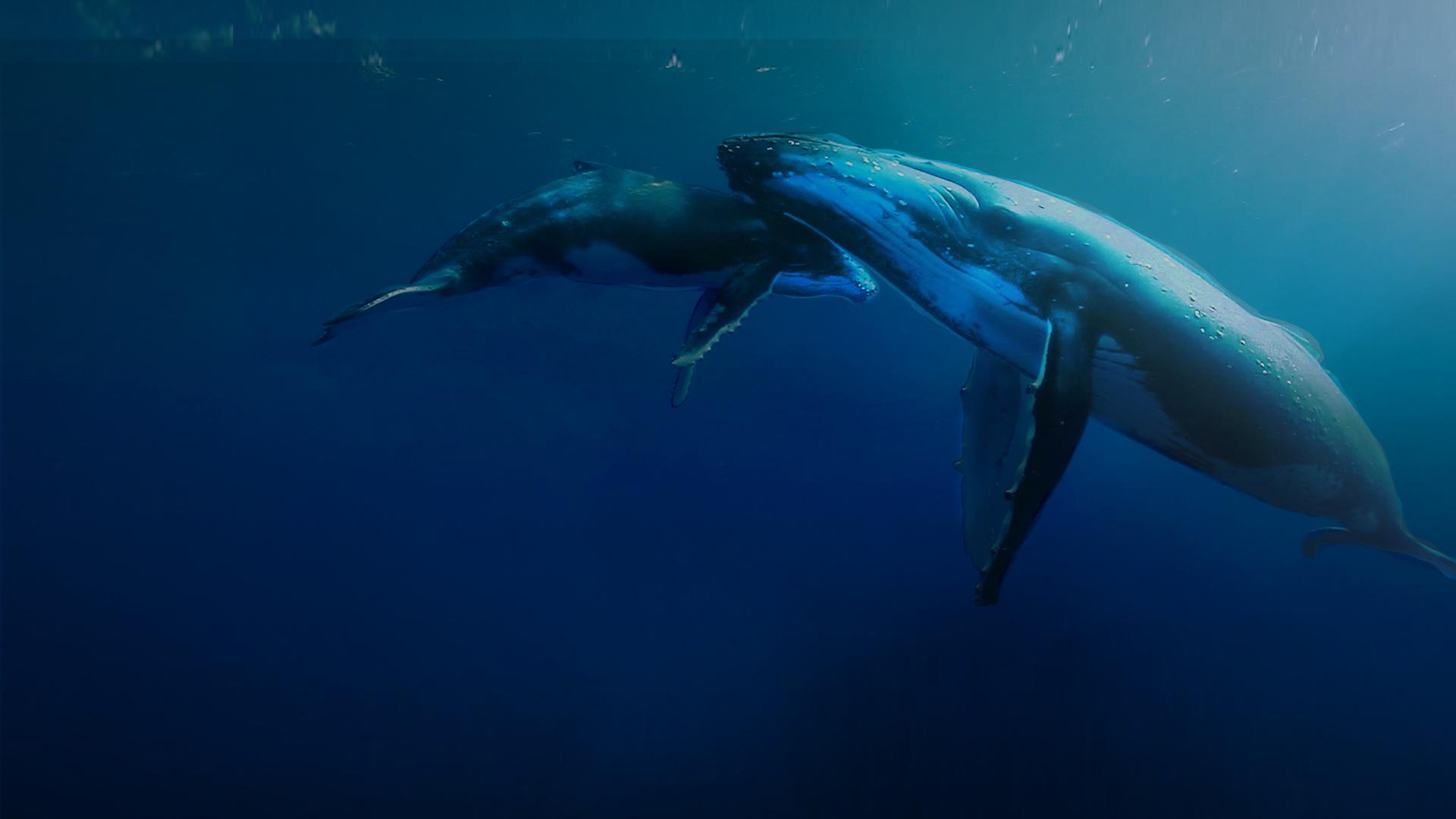 Titans of the Deep 4K
