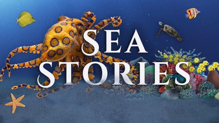 Sea Stories 4k