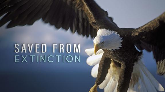 Saved from Extinction