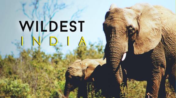 Wildest India